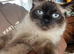 Ragdoll seal point female
