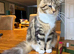 Mixed Maine Coon Boy Looking for a Loving Home