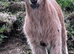 Ready now Anglo Nubian/Boer intact male goat kid