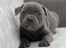 Kc registered blue Staffordshire bull terrier puppies
