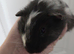 Baby guinea pigs