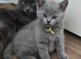 Pure bread British Shorthair kittens and ragdoll kittens
