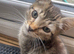 Little tabby boy