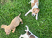 Jack Russell cross dachshund