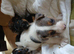 Small jack Russell puppies