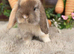 Baby mini lops