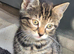 4 female kittens for looking for new homes