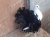 BLACK TAIL MARKED FANTAIL DOVES/PIGEONS