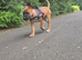 Looking to rehome my puppy