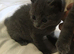 British shorthair x (only 2 kittens available)