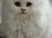 Pedigree chinchilla kittens
