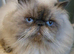READY NOW LAST ONE Stunning Persian boy kitten ( fully vaccinated )