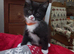 Ragdoll & BSH