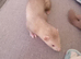 4 Baby ferrets