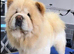 Chow chow puppies
