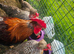 Olive Egger chicks