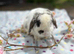 Mini lop male