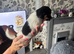 Jack Russell x Shih zui