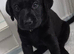 Beautiful KC Labrador Puppies