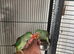 Closed ring Hand Reared Tame Talking. Baby Alexandrian Parrot