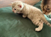 Bengal Albino & Snow Lynx Kittens, TICA Registered. Delivery it's available.