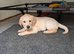 3 Labrador pups available