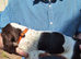 GWPointer x ESpringer Spaniel pups