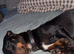 Female minature dachshund