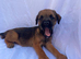 Border-terrier pups