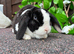 Mini Plush Lops