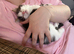 Maine coon mixed kittens