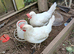 Leghorns for sale