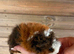 2 baby boys texel