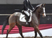 Allrounder gelding