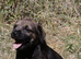 KC registered Border Terrier Puppy