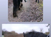 Flashy Future Competition Pony Welsh-part bred with nice feather, movement and bone.