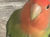 Beautiful semi tame lovebird a male