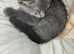 2 ginger males. 1 gray female 9 week old kittens