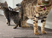 Bengal x kittens
