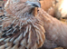 10 Jambo Quails (Male)