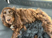 Cockapoo male puppy