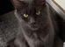 Maine coon kittens for sale