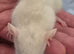 Baby Dumbo Rats