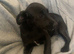 Sad sale of holly our beautiful patterdale cross Jackrussell