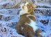 Cinnamon Tica reg British shorthair kittens