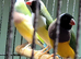 For sale 7 gouldian finches