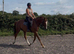 Beautiful chestnut gelding