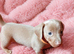 Miniature dachshunds health clear
