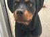 6 MONTH OLD ROTTWEILER BOY
