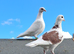 Pigeons for sale
